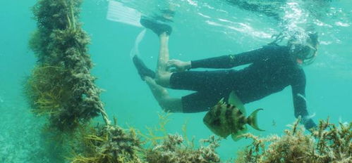 海洋修復(fù)性水產(chǎn)養(yǎng)殖 全球通用原則發(fā)布，引領(lǐng)水產(chǎn)養(yǎng)殖新方向