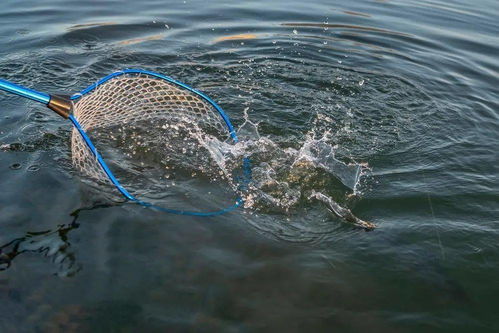 春季水產(chǎn)養(yǎng)殖防病 內(nèi)外結(jié)合，筑牢健康防線